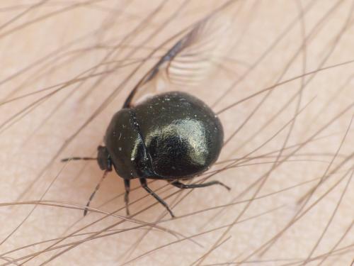 Coptosoma scutellatum